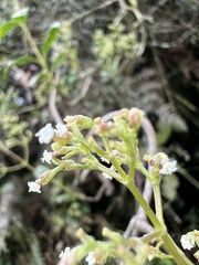 Valeriana clematitis