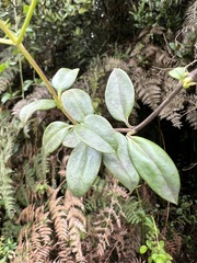 Valeriana clematitis