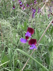 Lathyrus odoratus
