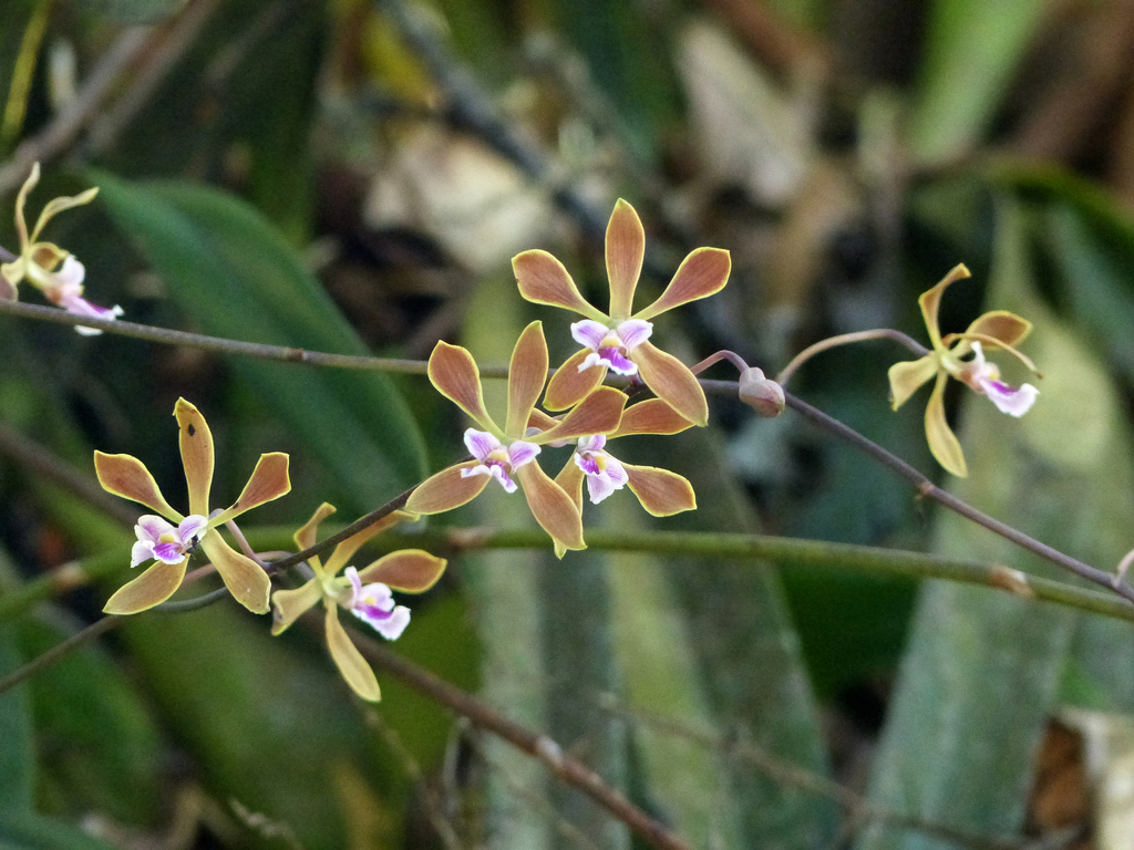 Encyclia replicata