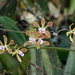 Encyclia replicata - Photo (c) guyrufray, algunos derechos reservados (CC BY-NC)