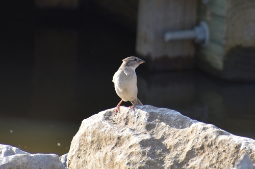 House Sparrow photographed in Mississippi