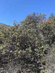 Arctostaphylos morroensis