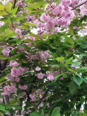Prunus