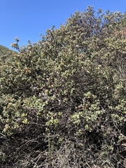 Arctostaphylos morroensis