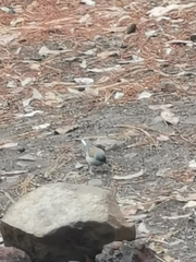 Junco phaeonotus