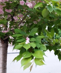 Prunus