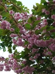 Prunus