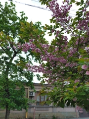 Prunus