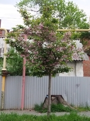 Prunus