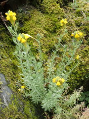 Linaria saxatilis