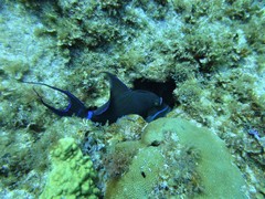 Balistes vetula