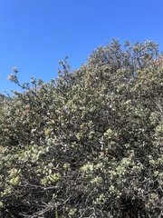 Arctostaphylos morroensis
