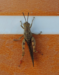 Orthoscapheus rufipes