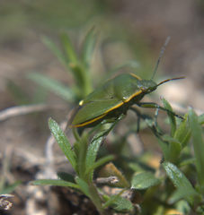 Chlorochroa juniperina