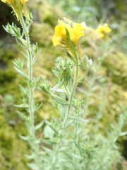 Linaria saxatilis
