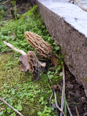 Morchellaceae