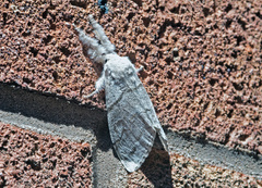 Calliteara pudibunda