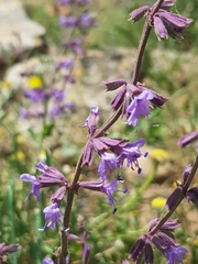 Salvia judaica