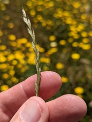 Lolium multiflorum × perenne