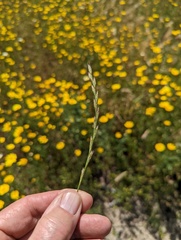 Lolium multiflorum × perenne