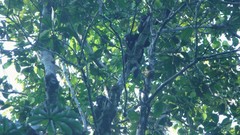 Pithecia monachus