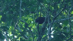 Pithecia monachus