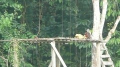 Plecturocebus discolor