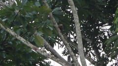 Plecturocebus discolor