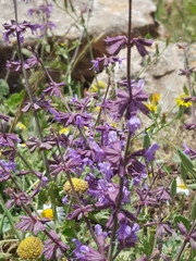 Salvia judaica