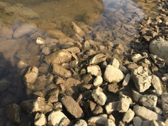 Trimerodytes annularis