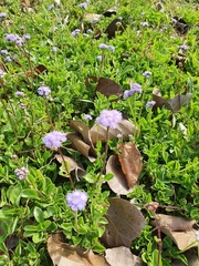 Ageratum maritimum