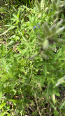 Lupinus texensis