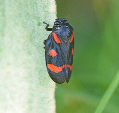 Cercopis