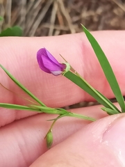 Lathyrus angulatus