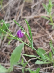 Lathyrus angulatus