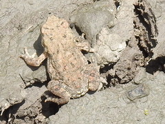 Anaxyrus americanus charlesmithi