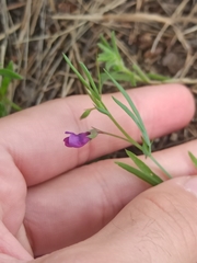 Lathyrus angulatus