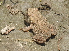 Anaxyrus americanus charlesmithi