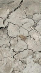 Anaxyrus americanus charlesmithi
