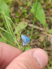 Lathyrus angulatus