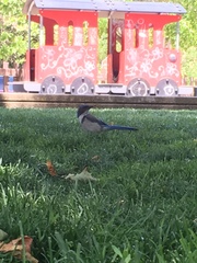 Aphelocoma californica