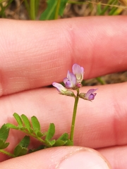 Biserrula pelecinus
