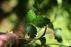 Potentilla indica image