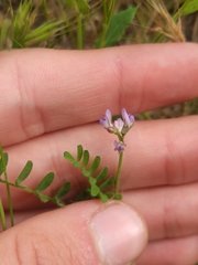Biserrula pelecinus