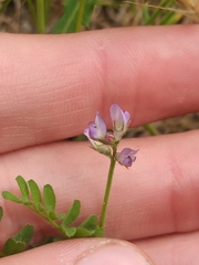 Biserrula pelecinus