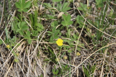 Potentilla incana