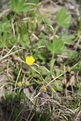 Potentilla incana