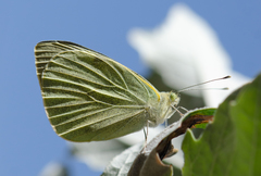 Pieris brassicae