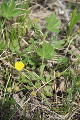 Potentilla incana